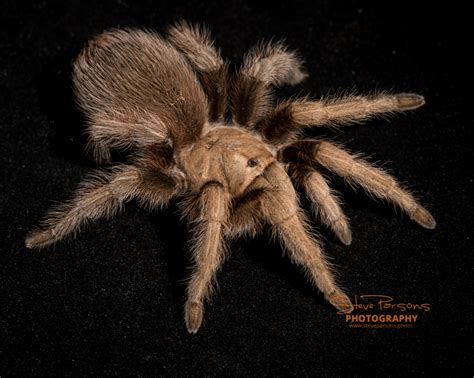 palawan blonde tarantula|Aphonopelma chalcodes .